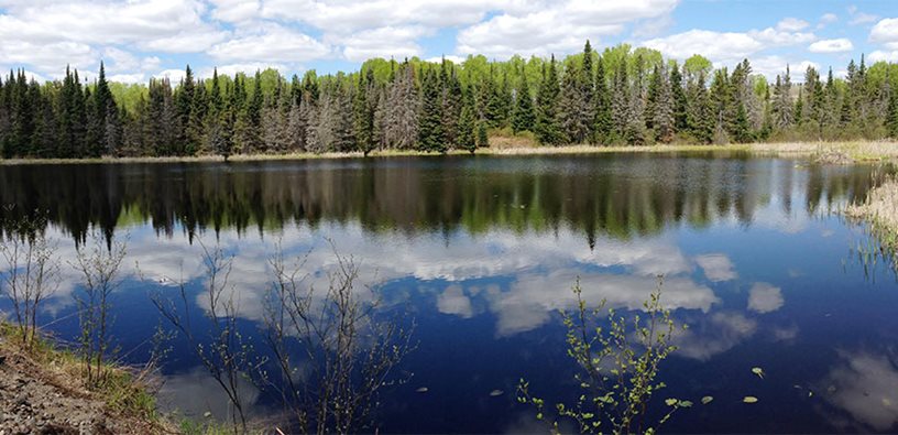 A lake surrounded by forest and green environment.